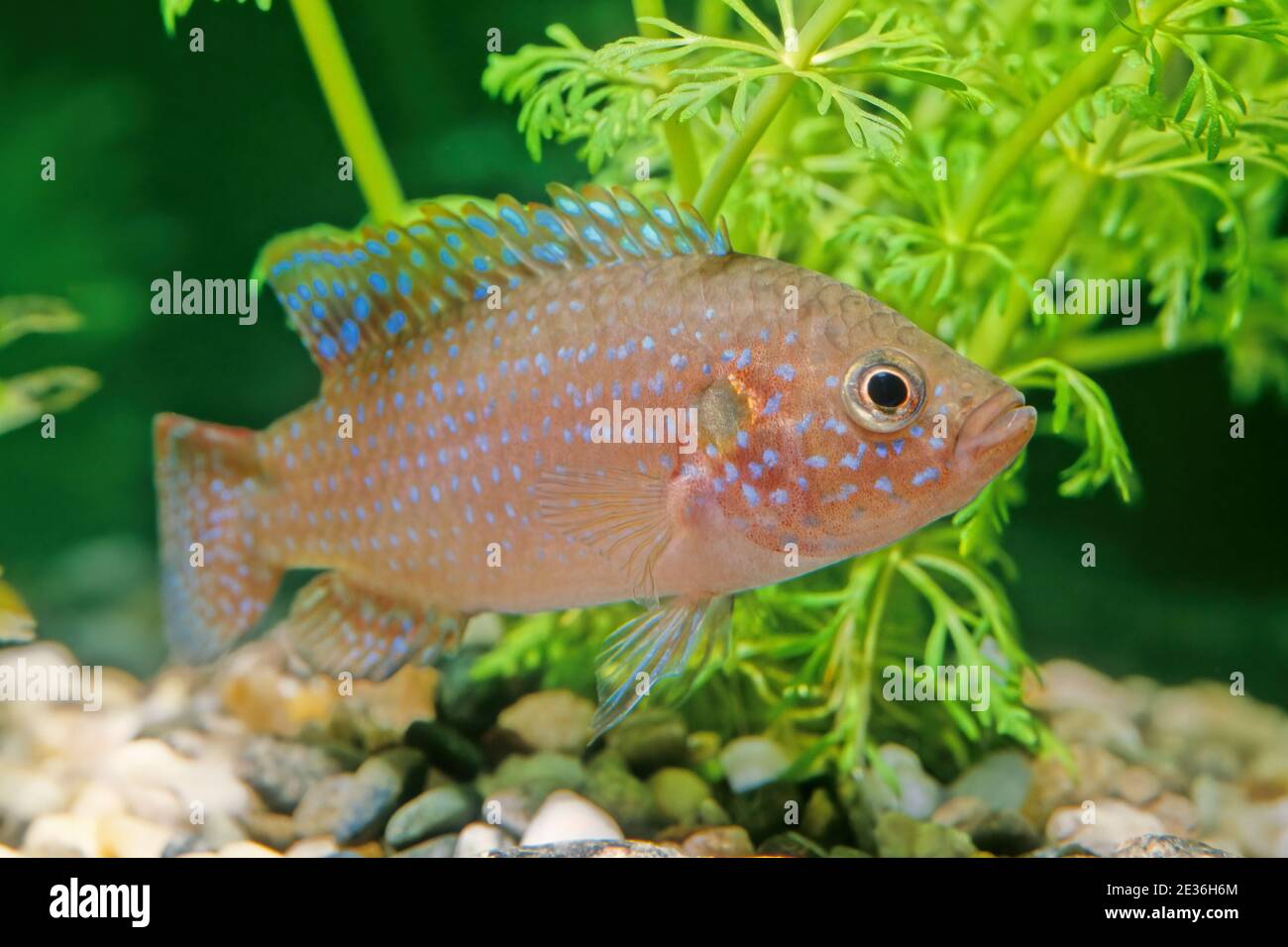 The African jewelfish (Hemichromis bimaculatus), also known as jewel cichlid or jewelfish, is from the family Cichlidae. Stock Photo
