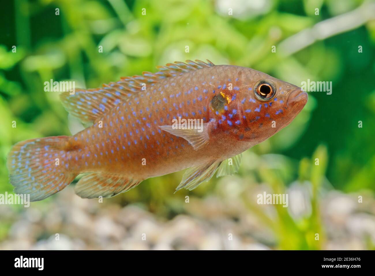 The African jewelfish (Hemichromis bimaculatus), also known as jewel cichlid or jewelfish, is from the family Cichlidae. Stock Photo
