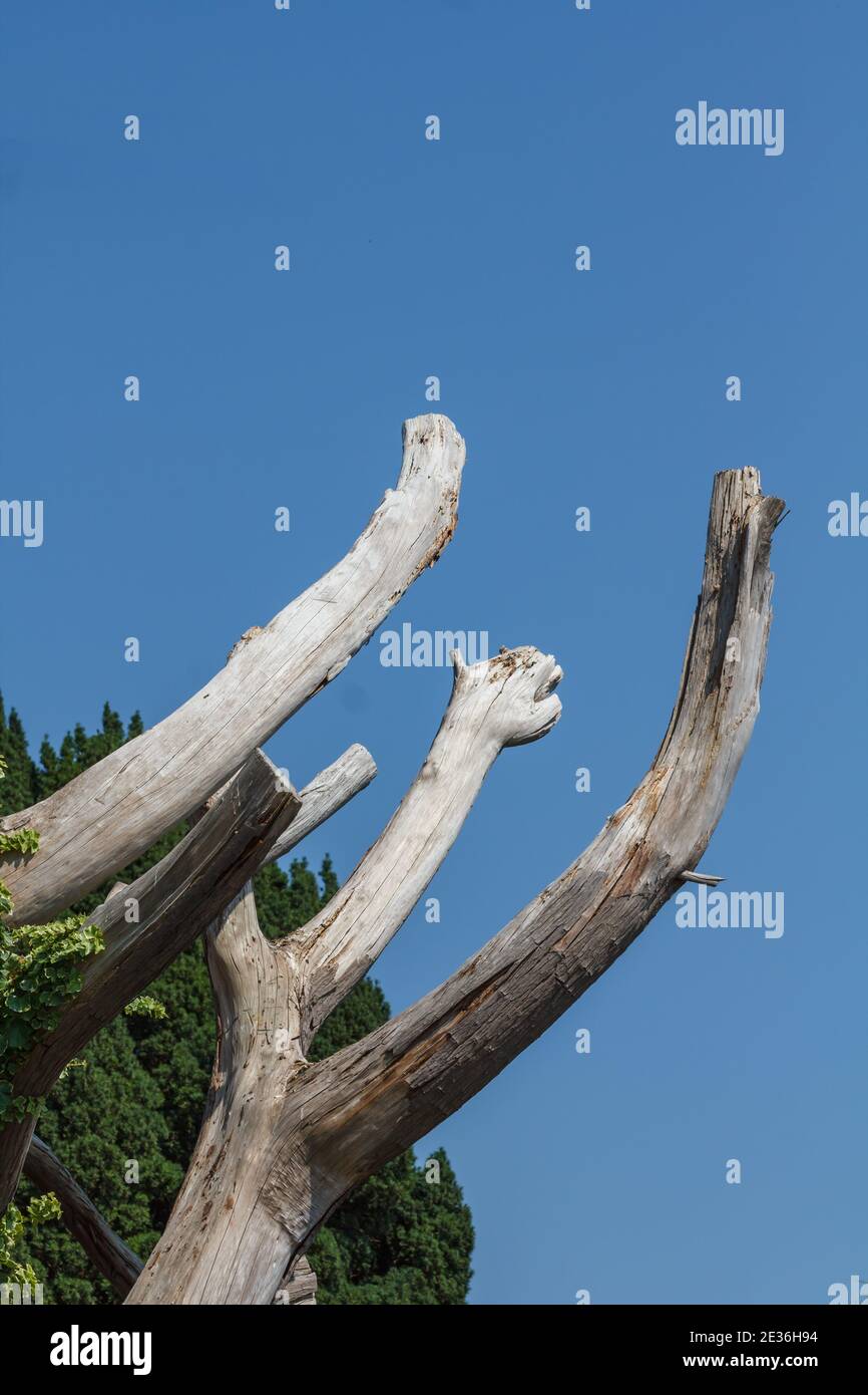 Cut off tree branches Stock Photo Alamy
