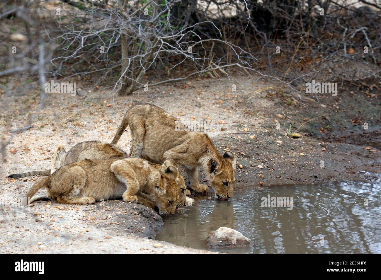 Three Lion Cubs, Drinking from a Pool. Kruger Park, South Africa Stock Photo