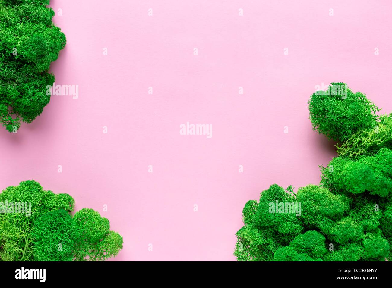 pink background with green stabilized moss. Eco friendly concept. Stock Photo