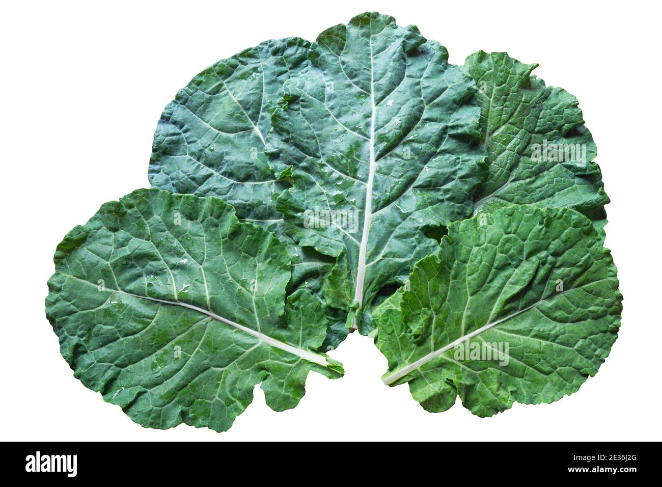 Leaves of rastan ( Collard greens, collards ) popular leafy