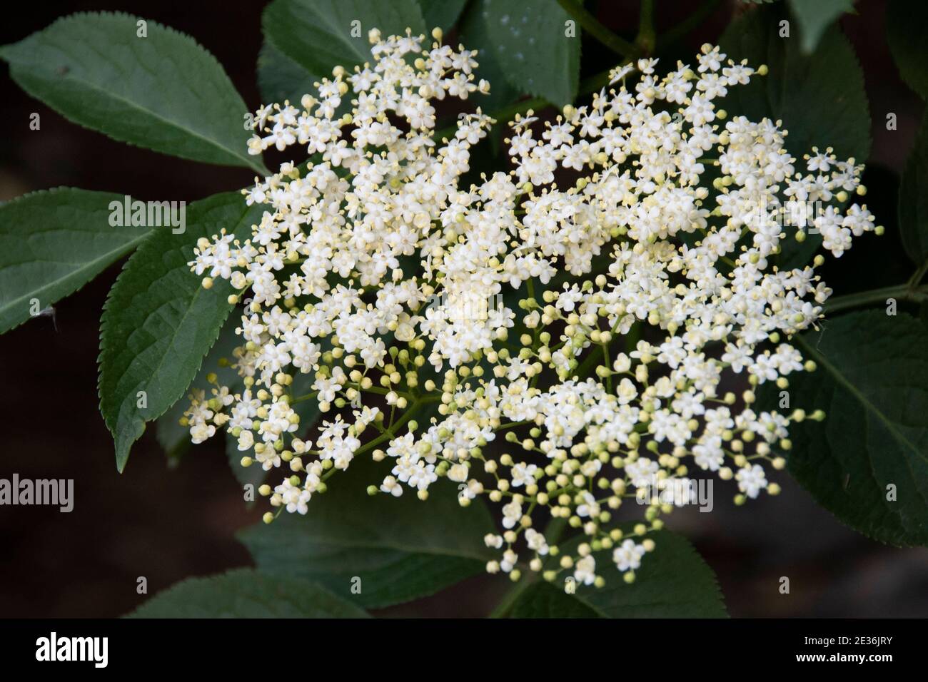 Close up on the white petals of an Elder tree in bloom Stock Photo