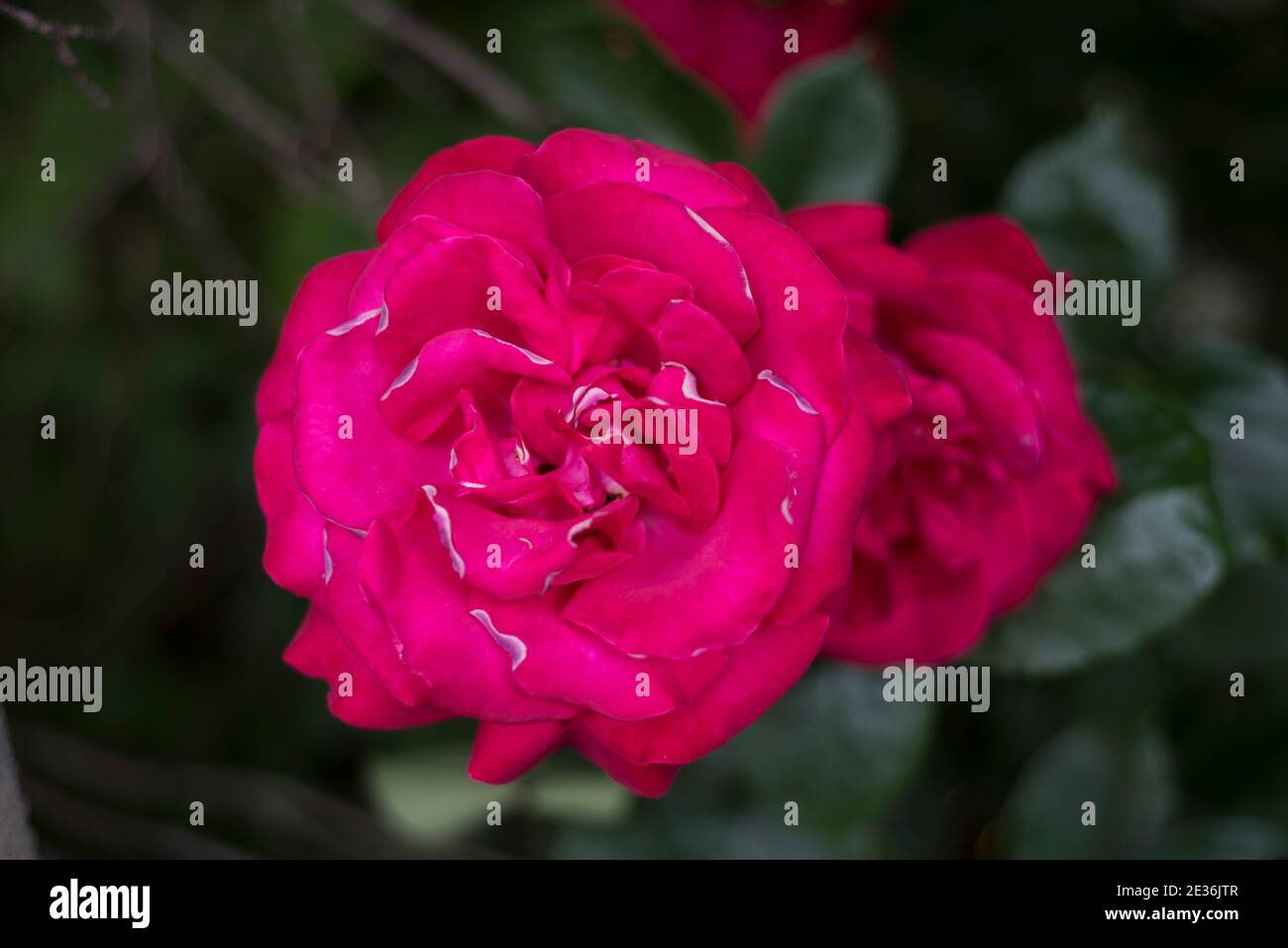 English rose flower hires stock photography and images Alamy