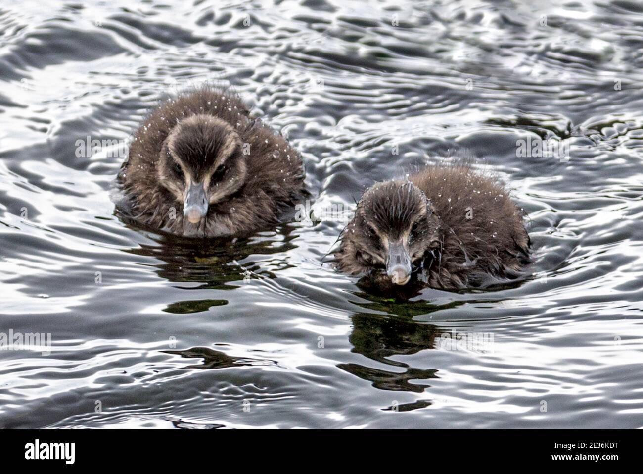Chicks: Common eider sea-duck, Somateria mollissima, Kirkjubour village, Streymoy Island, Faroe Islands Stock Photo
