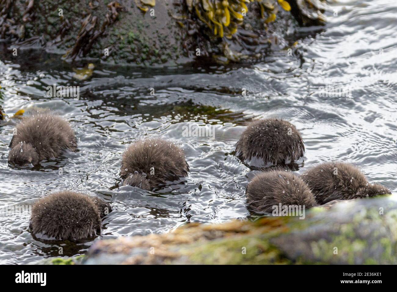 Chicks feeding: Common eider sea-duck, Somateria mollissima, Kirkjubour village, Streymoy Island, Faroe Islands Stock Photo