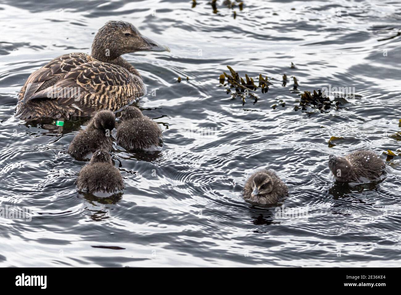 Female & Chicks: Common eider sea-duck, Somateria mollissima, Kirkjubour village, Streymoy Island, Faroe Islands Stock Photo