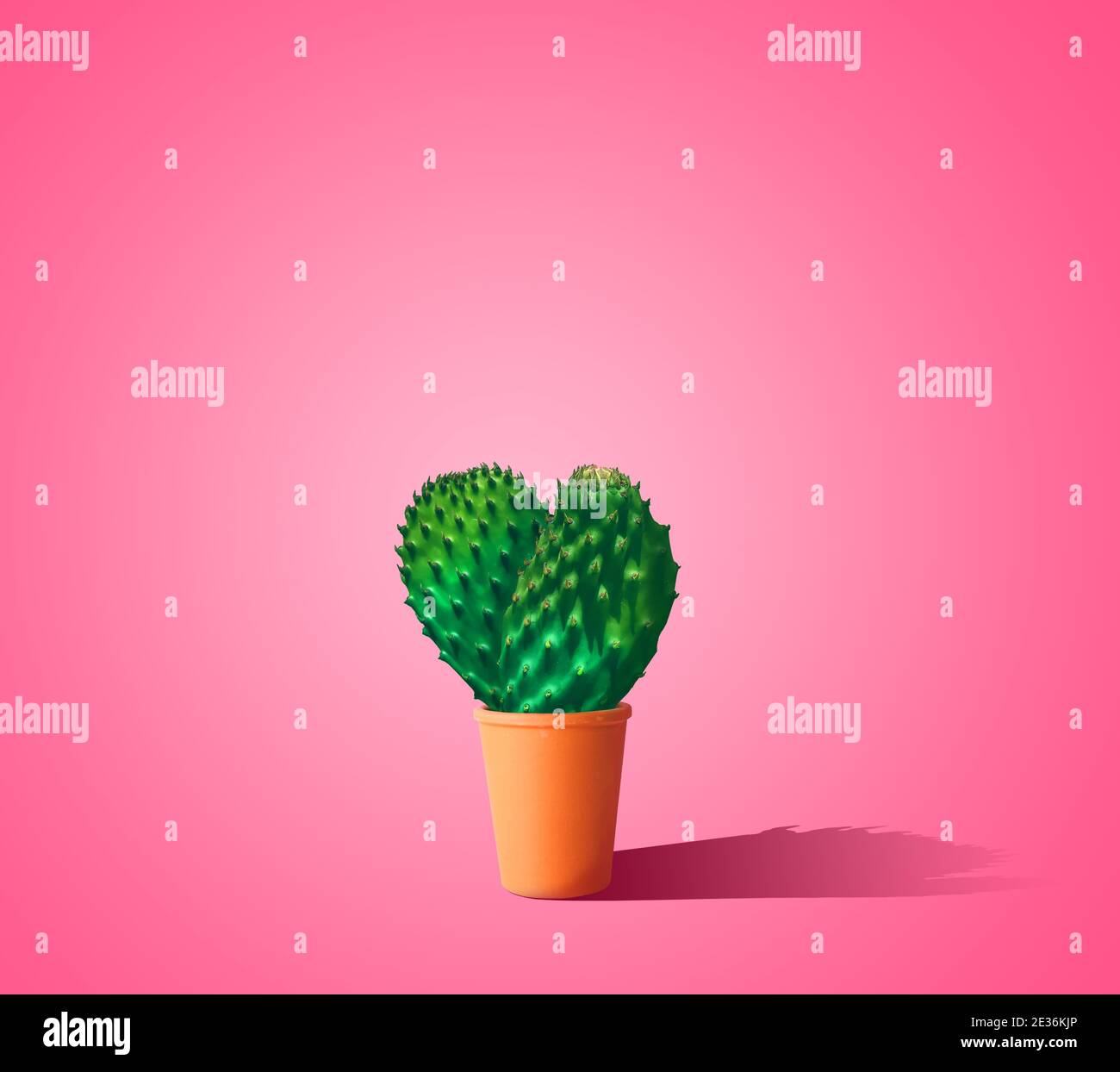 Heart shaped cactus in a pot with pink background Stock Photo