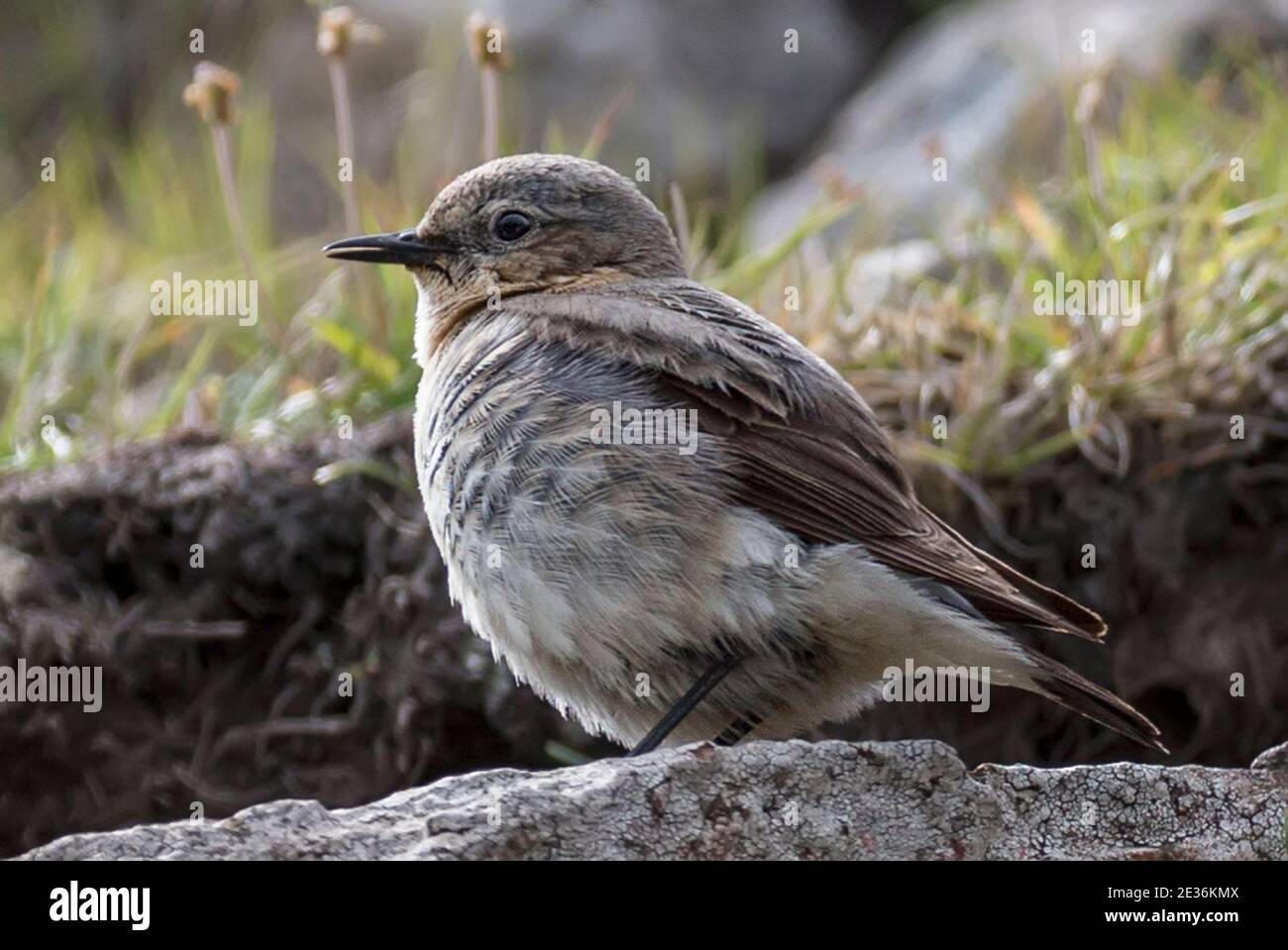 Adult female, Northern wheatear, Oenanthe oenanthe, passerine bird, Sandoy Island, Faroes Islands Stock Photo