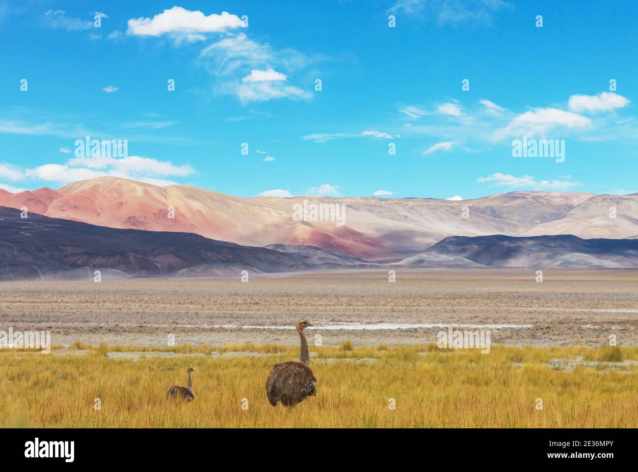 Greater rhea or nandu ostrich near Torres del Paine national park, Chile Stock Photo