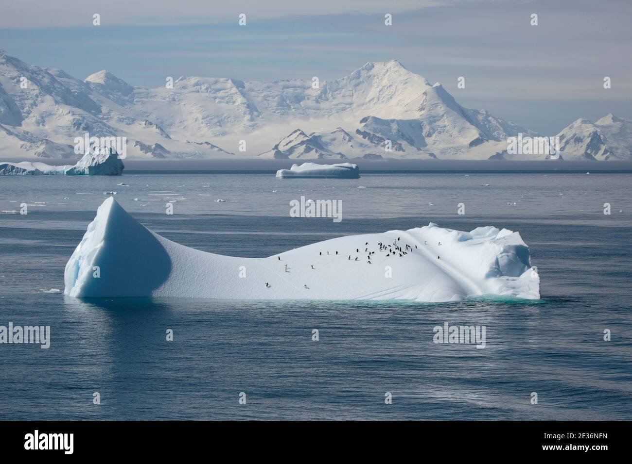 Chinstrap Penguins (Pygoscelis antarctica), on an iceberg, near ...