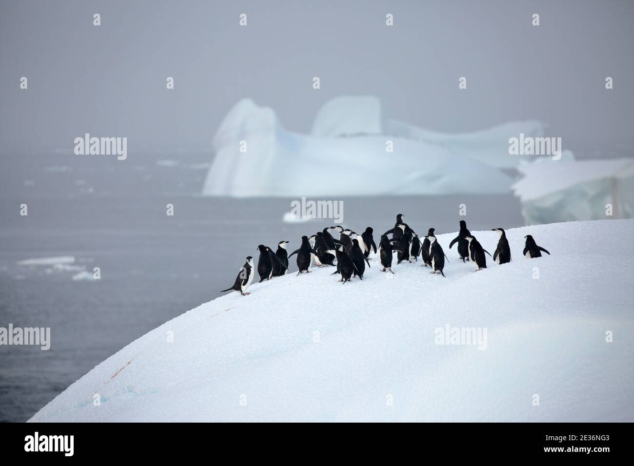 Chinstrap Penguins (Pygoscelis antarcticus), group standing on an iceberg, Bransfield Strait, near Antarctic Peninsula 14th Dec 2015 Stock Photo