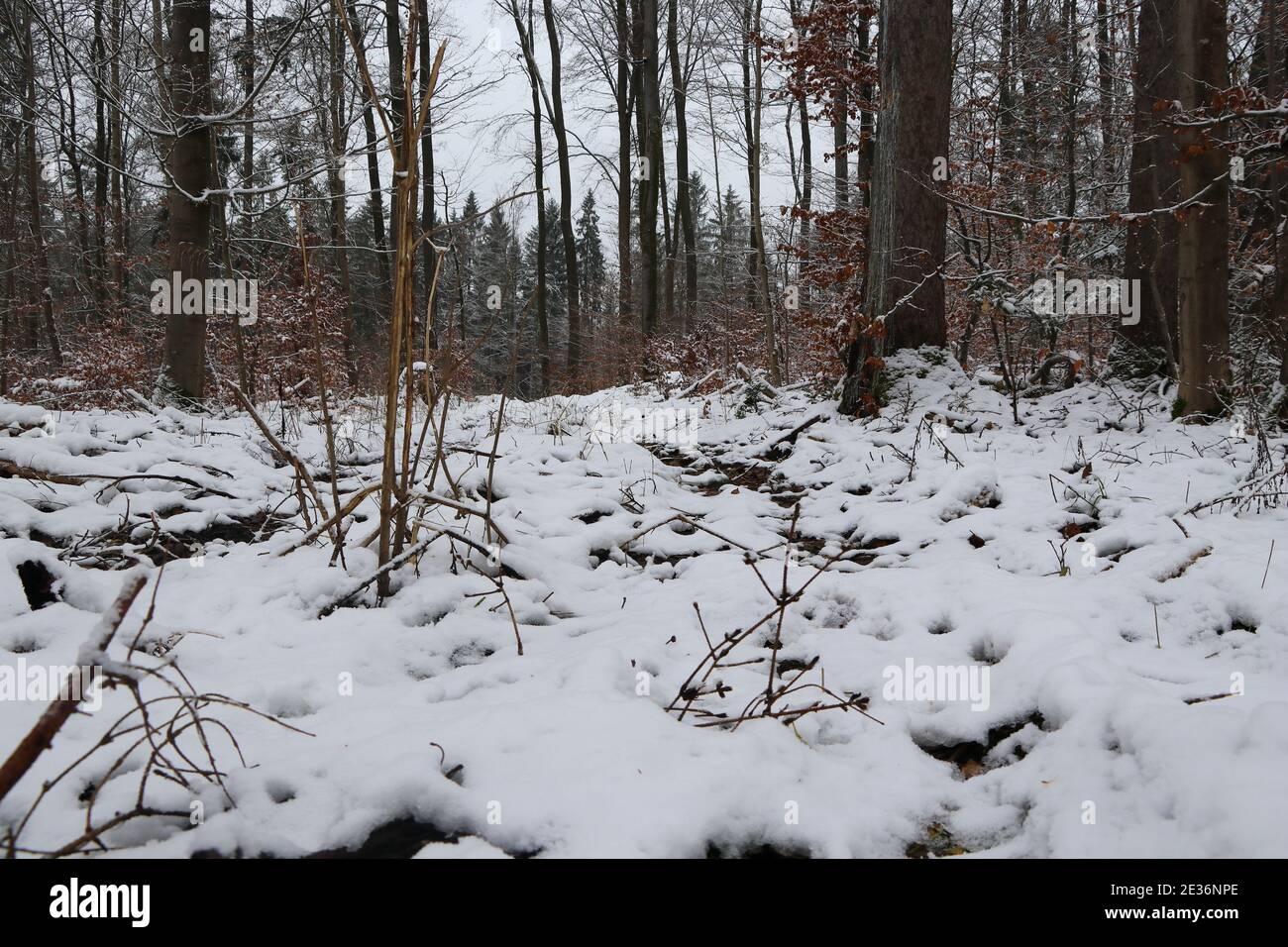 scenic view on snow covered forest trails Stock Photo