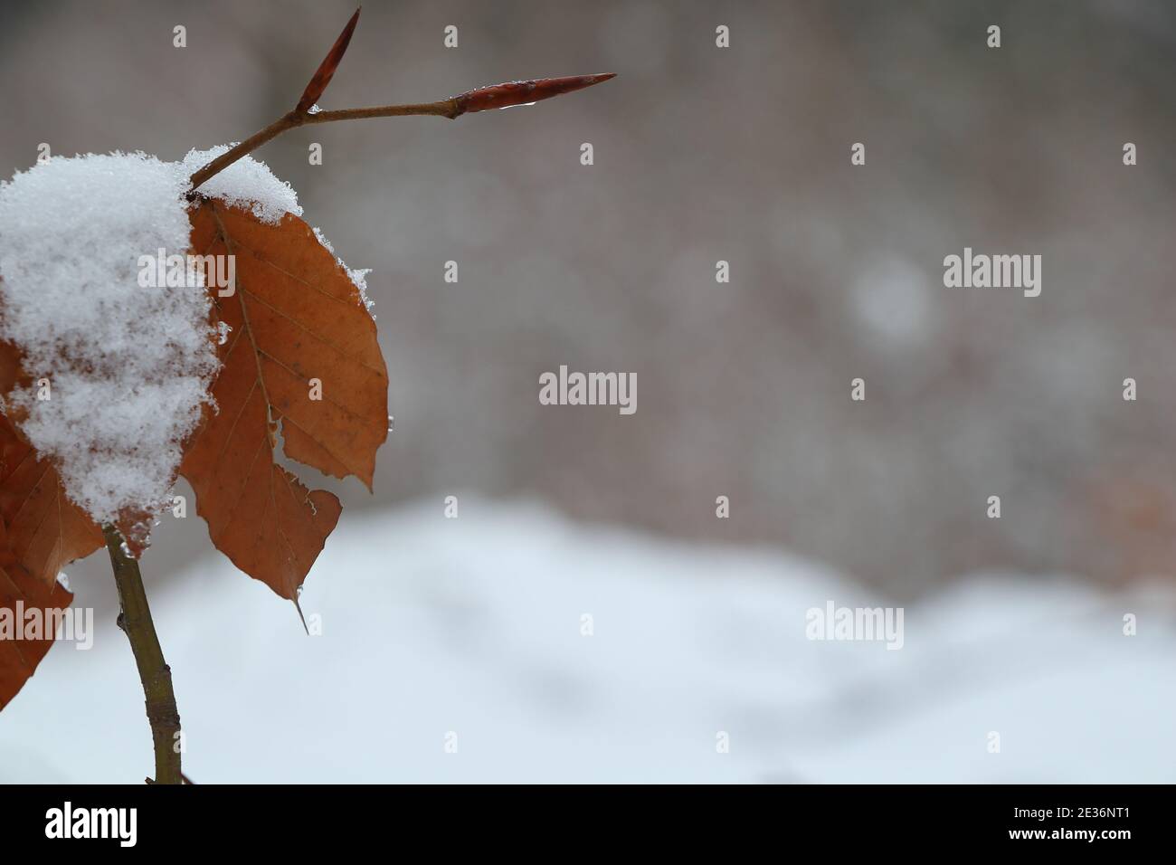 close up of twig with leaves in snowy landscape Stock Photo