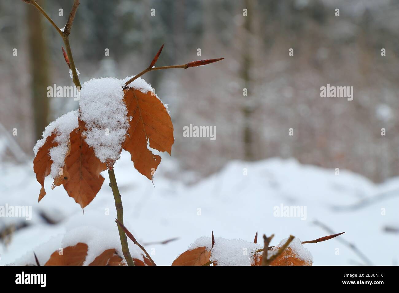 close up of twig with leaves in snowy landscape Stock Photo