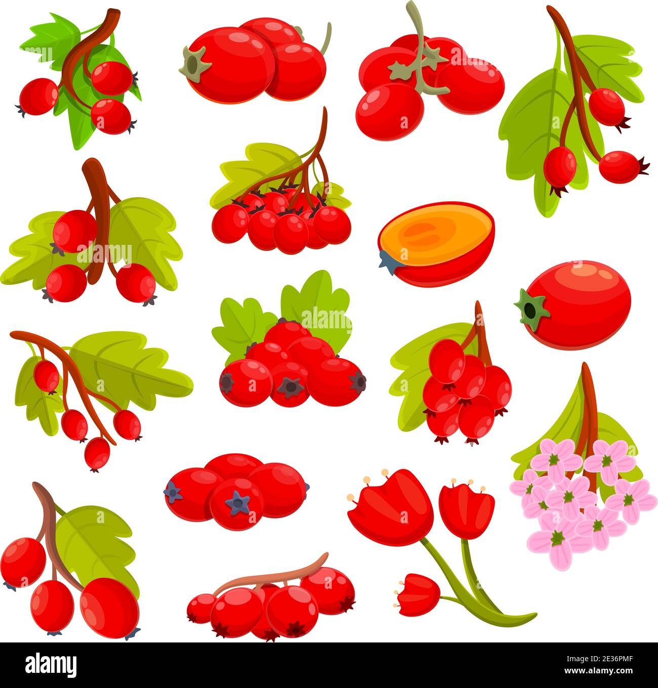 Hawthorn berry icons set. Cartoon set of hawthorn berry vector icons for web design Stock Vector