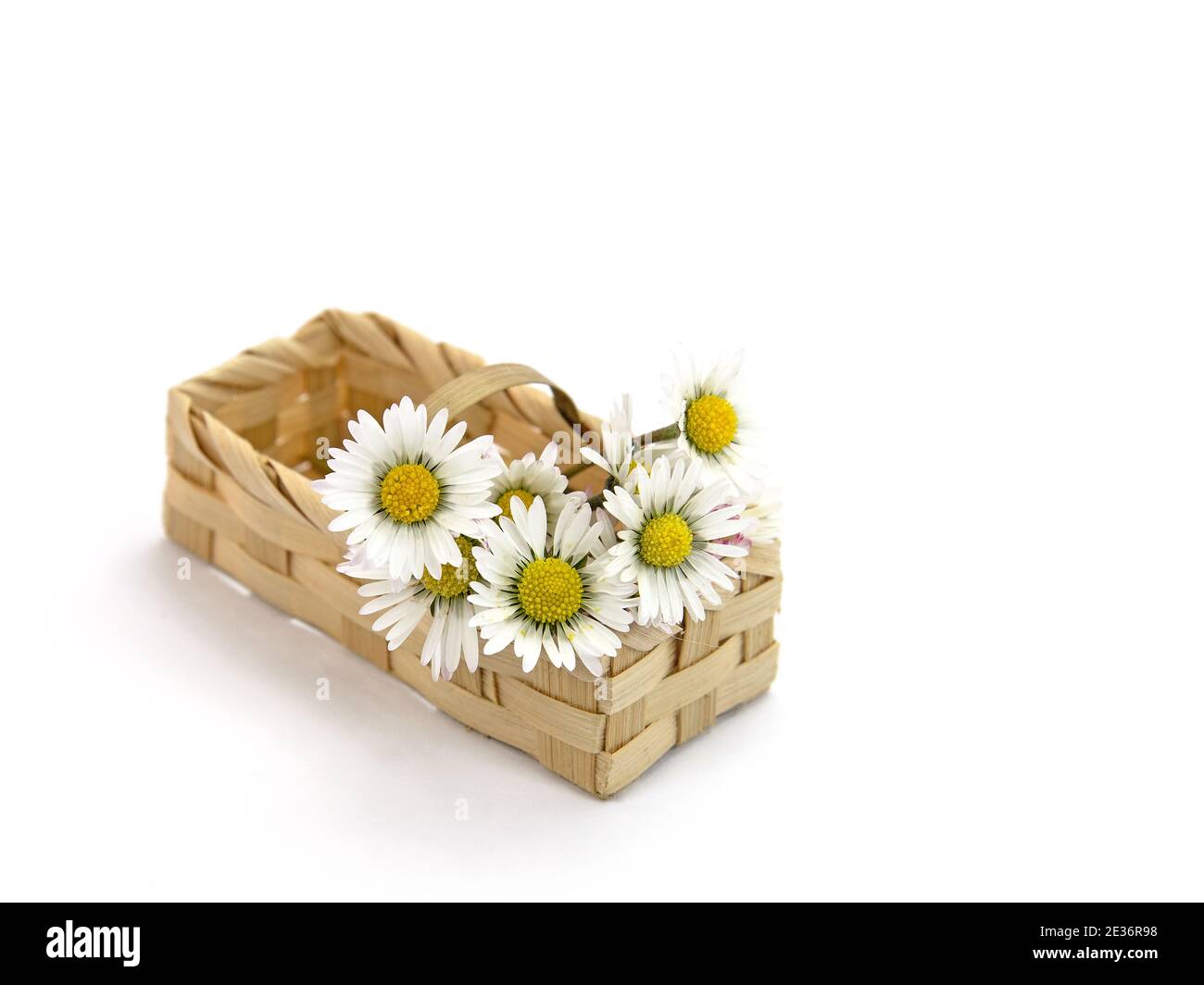 Daisies, Bellis perennis, in basket against white background Stock Photo