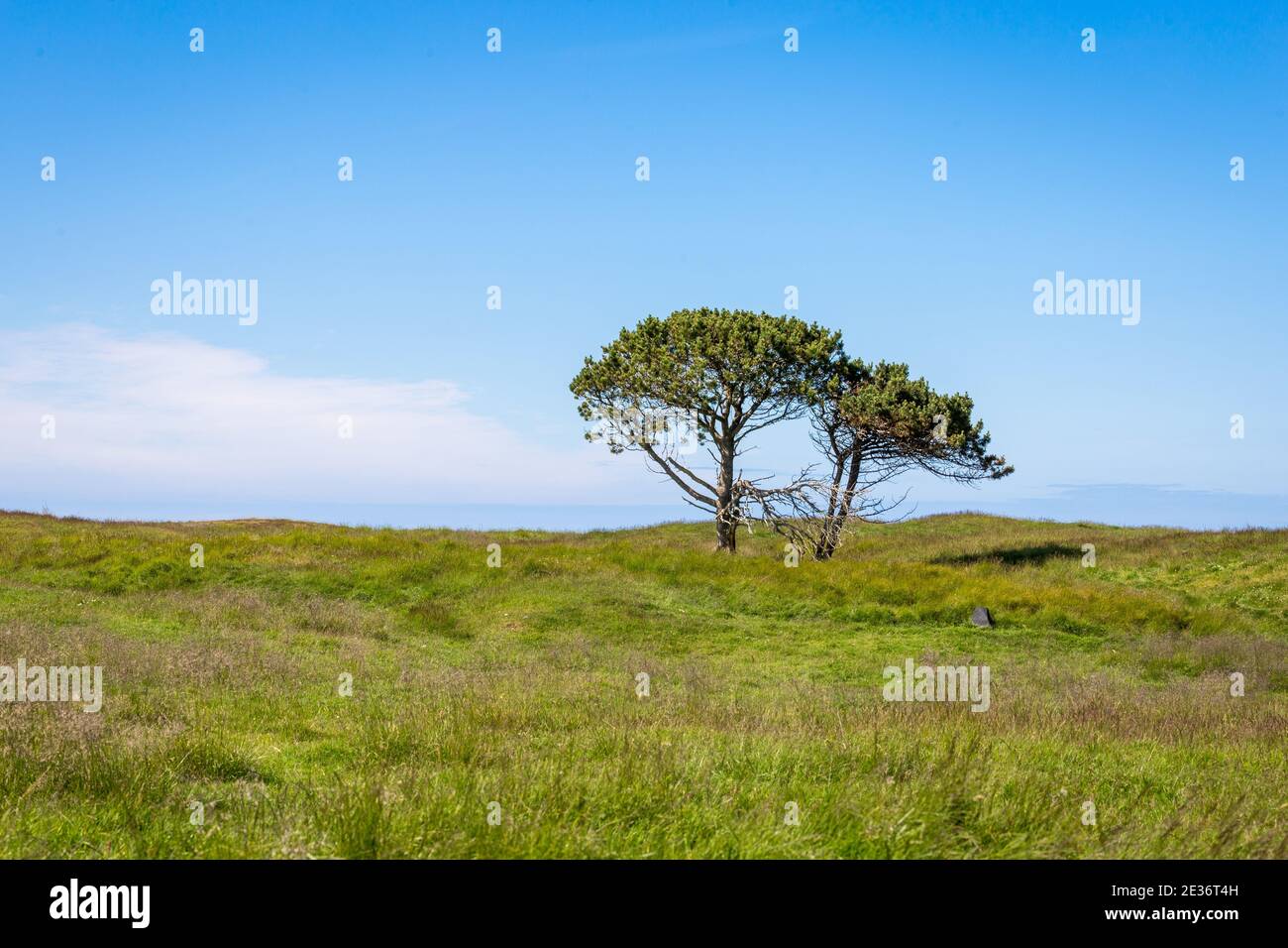 Individual trees on the horizon hi-res stock photography and images - Alamy