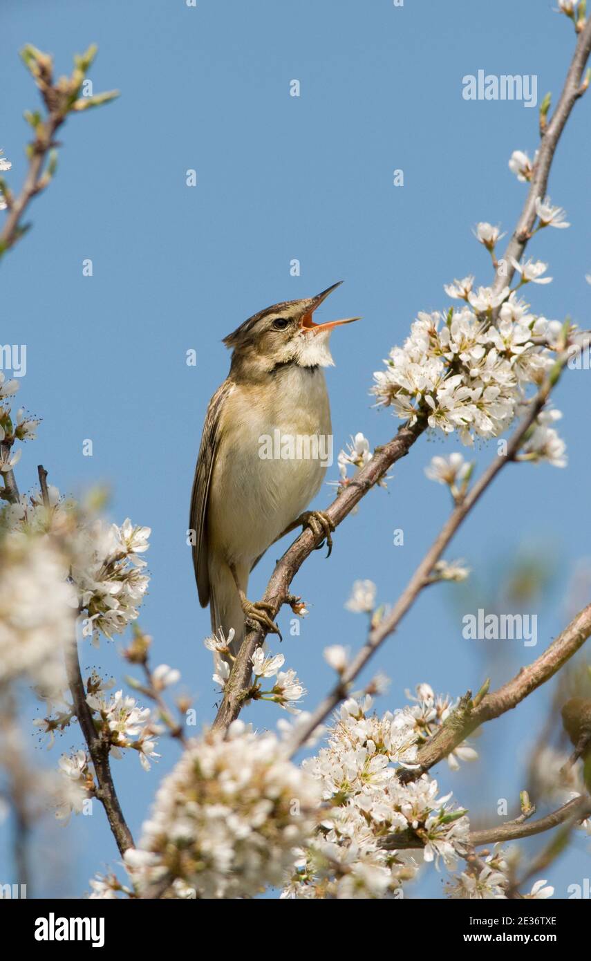 Male Sedge Warbler, Acrocephalus schoenobaenus, singing amongst Blackthorn, Prunus spinosa, blossom in spring at the RSPB's Otmoor nature reserve. Stock Photo