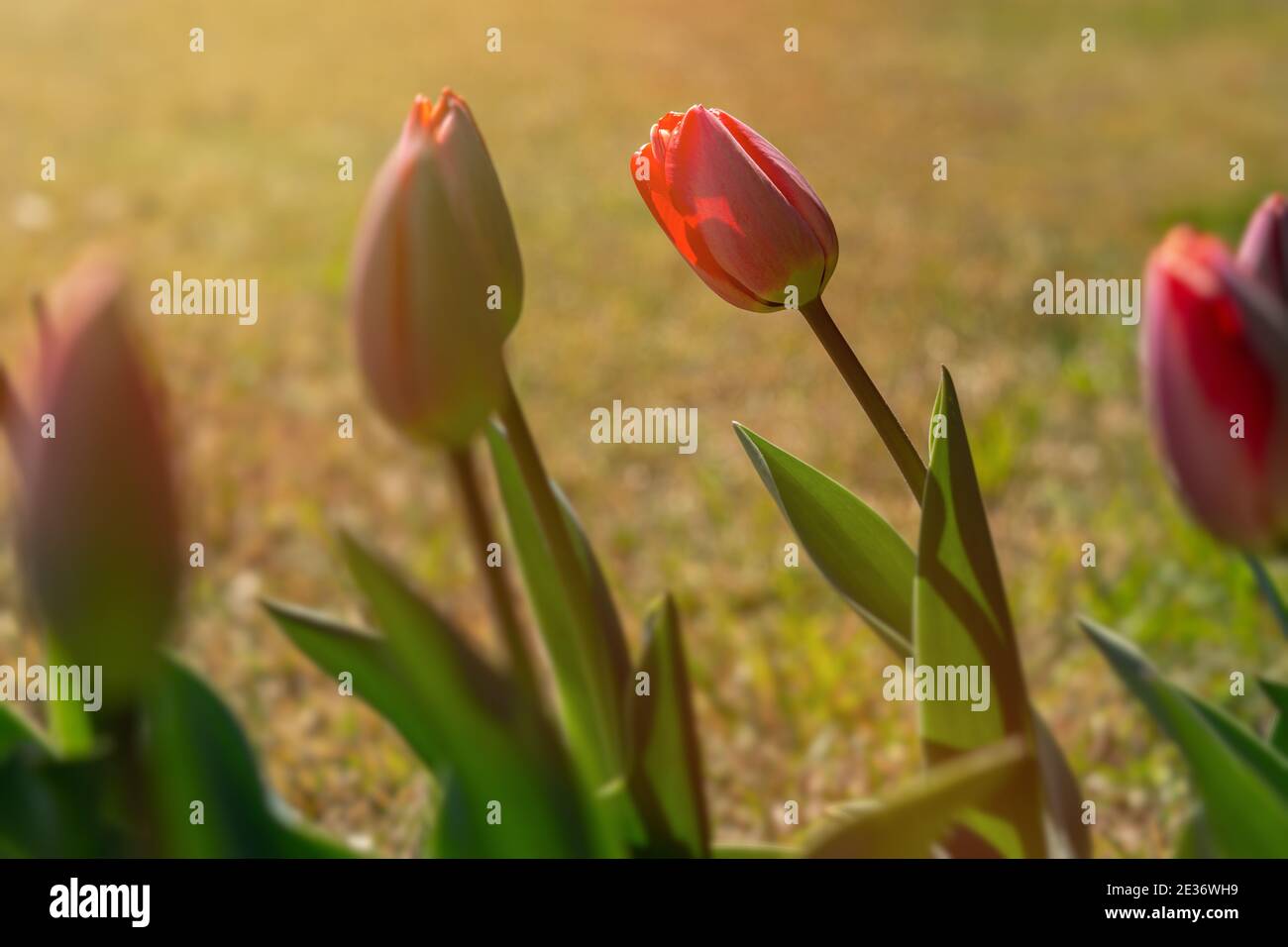 Red tulips close-up in the garden. Beautiful spring flower background ...