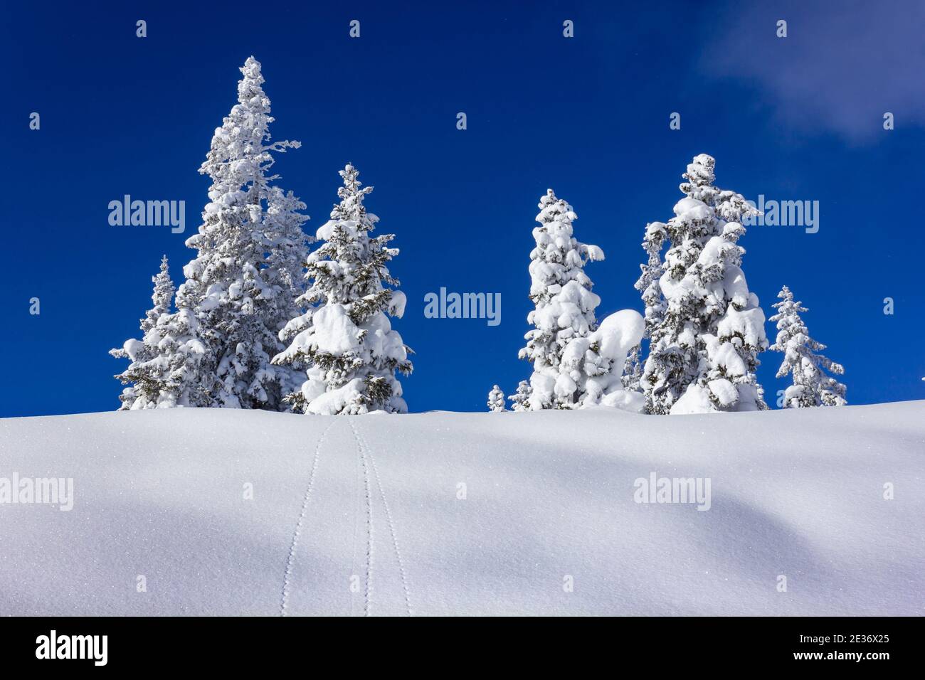 Several spruce trees covered in fresh snow during wintertime in the alps Stock Photo