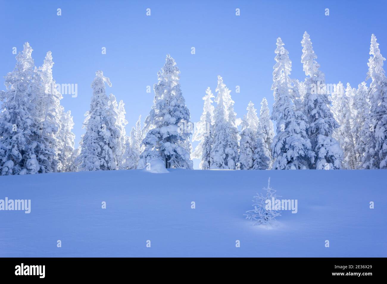 Frozen landscape with snowy spruce trees in the Alps Stock Photo