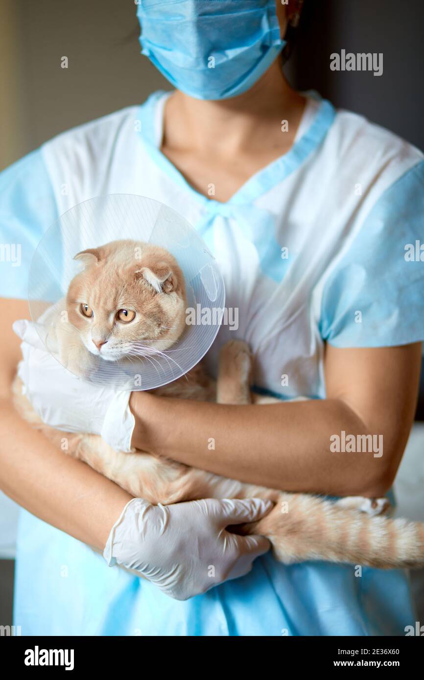 Female veterinarian doctor is holding on her hands a cat with plastic