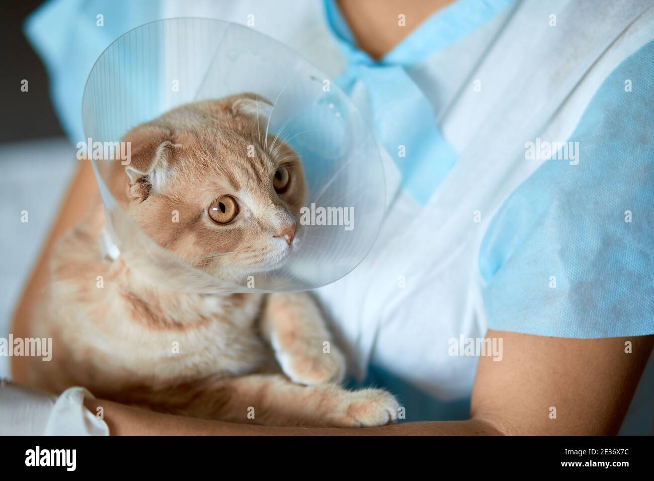 Female veterinarian doctor is holding on her hands a cat with plastic