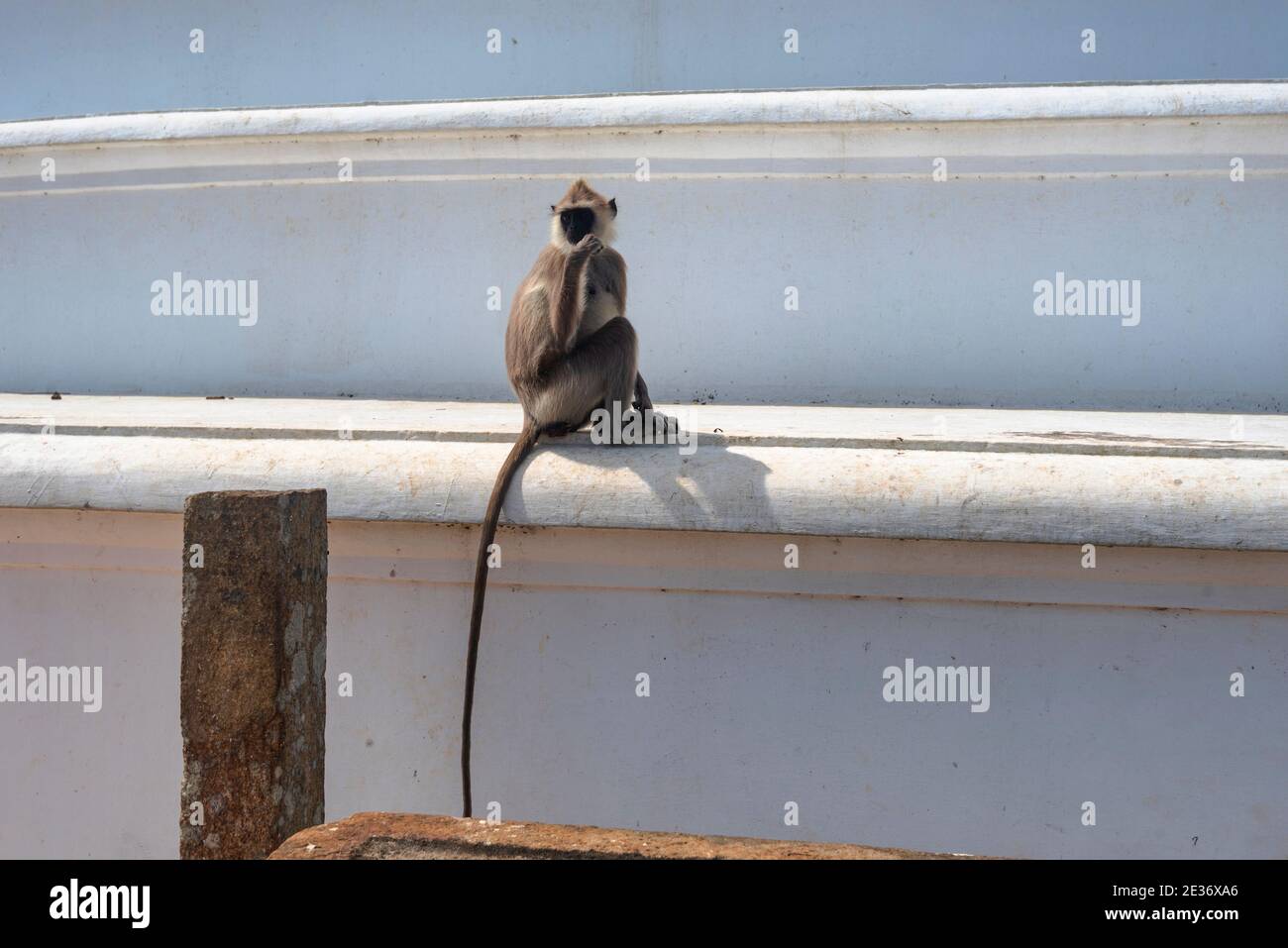 Grey (Hanuman) langur in Sri Lanka. Monkey  sitting at a large white stupa in Mihintale, Sri lanka Stock Photo