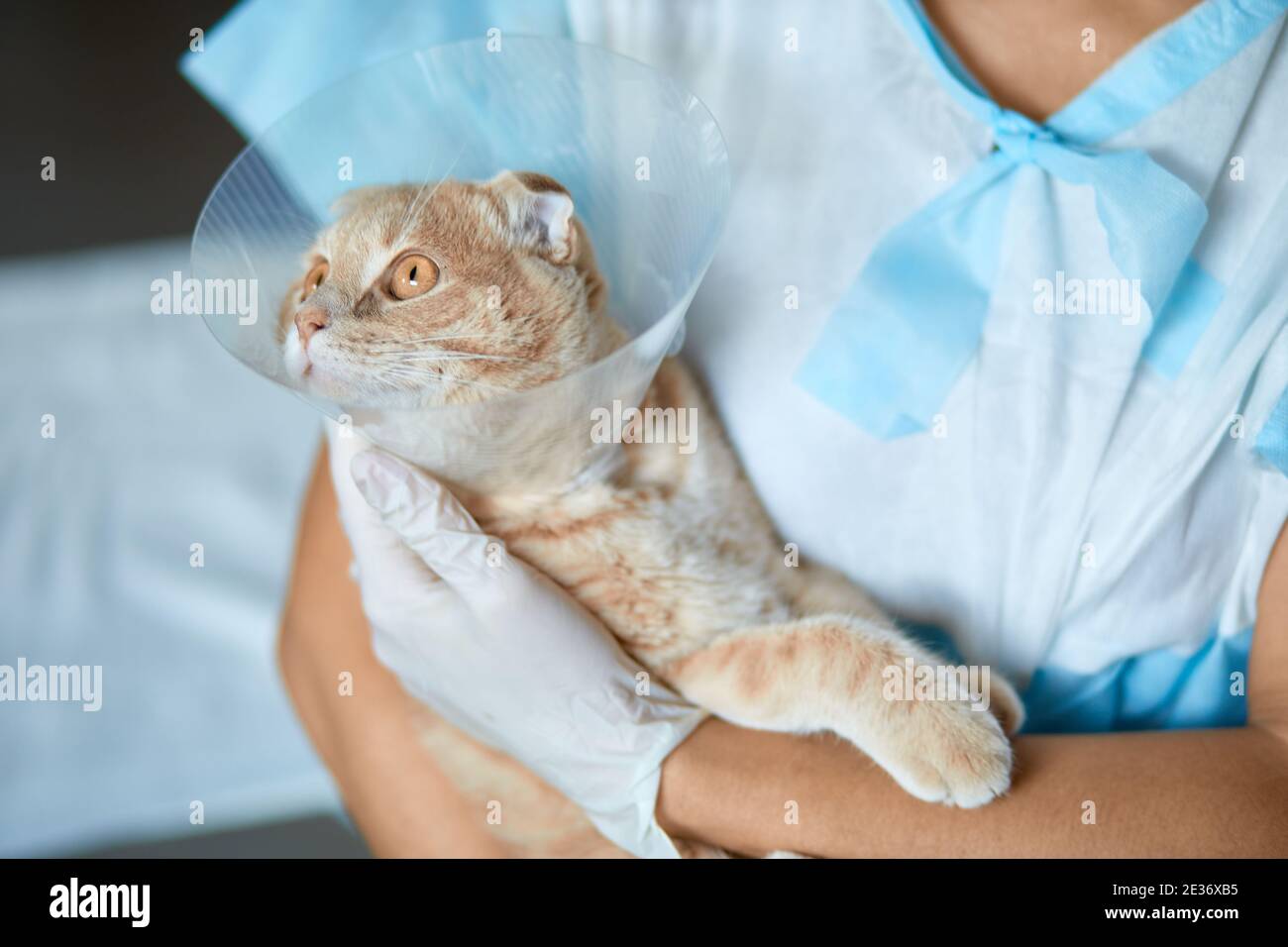 Female veterinarian doctor is holding on her hands a cat with plastic