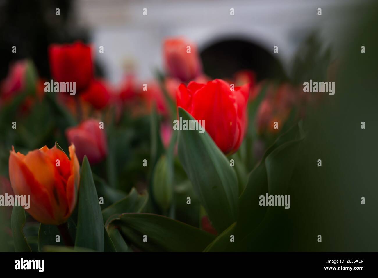 Sunlight glittering tulips hires stock photography and images Alamy