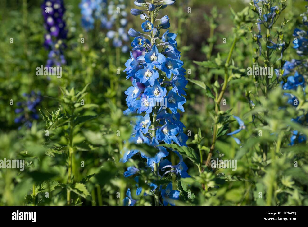 Delphinium garden hi-res stock photography and images - Alamy