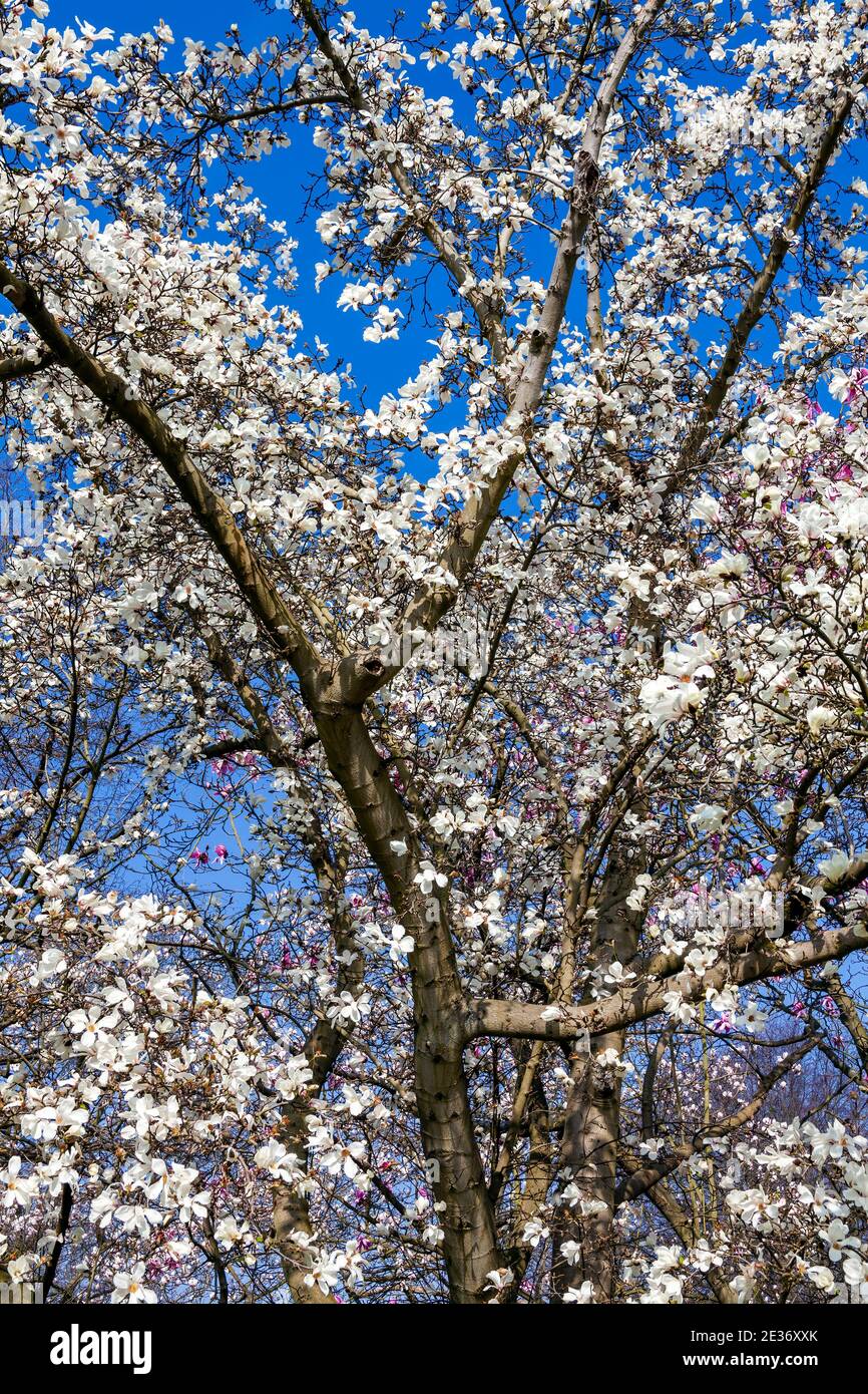 Magnolia x kewensis 'Wada's Memory' blossom flowering on a springtime