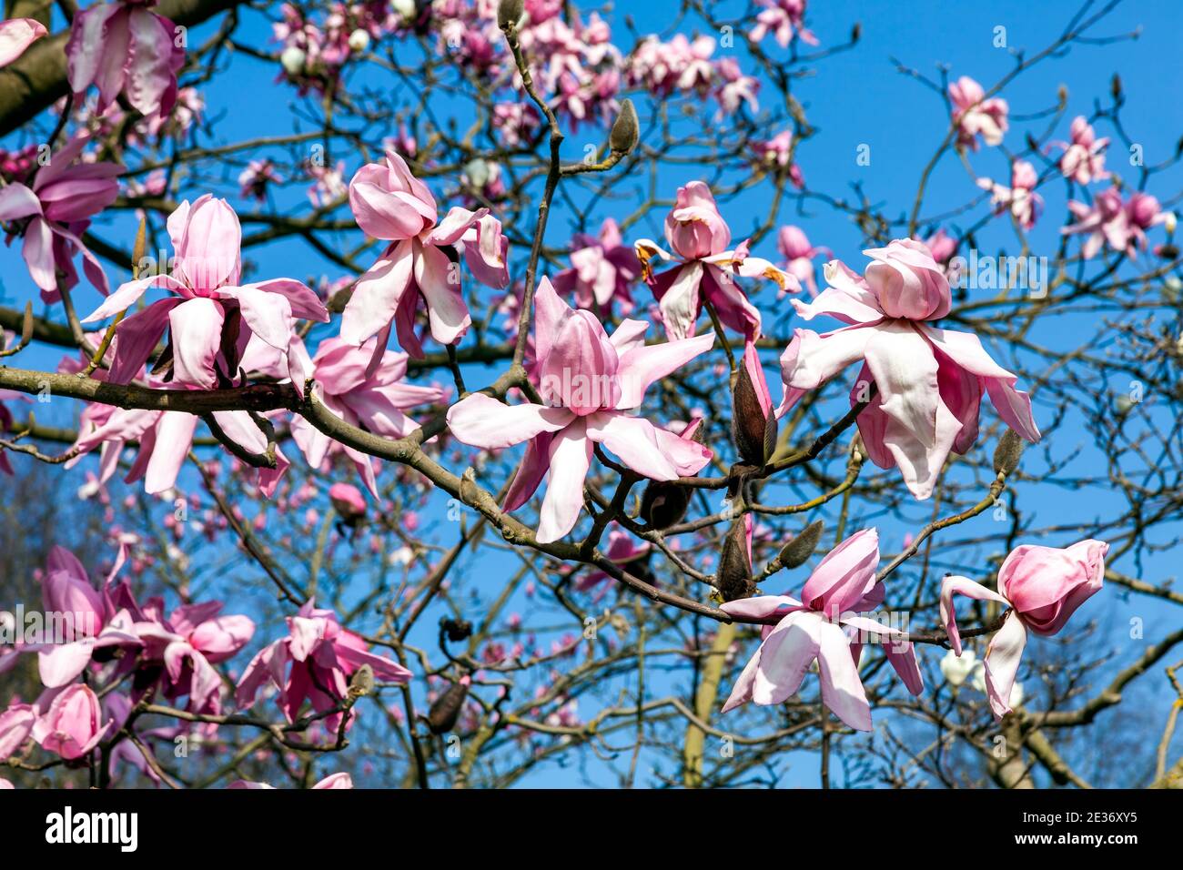 Magnolia campbellii blossom flowering on a springtime tree branch with a blue sky which has a white pink flower during the spring season and is common Stock Photo