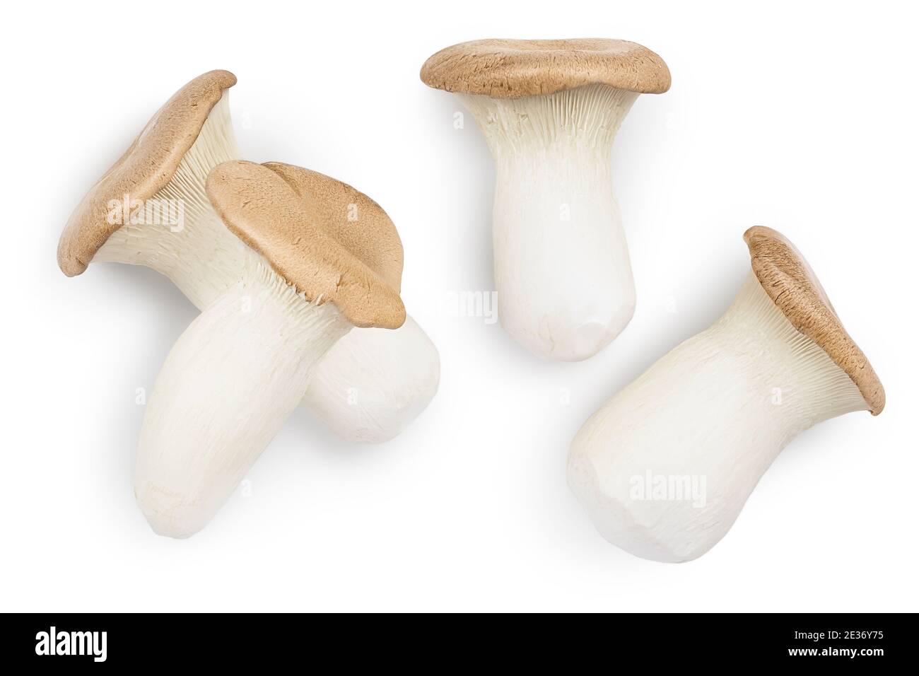 King Oyster mushroom or Eringi isolated on white background with