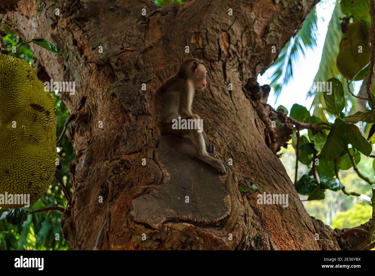 Toque macaque monkey, Macaca sinica, Sri Lanka. Little monkey on a tree of ripe jackfruits Stock Photo