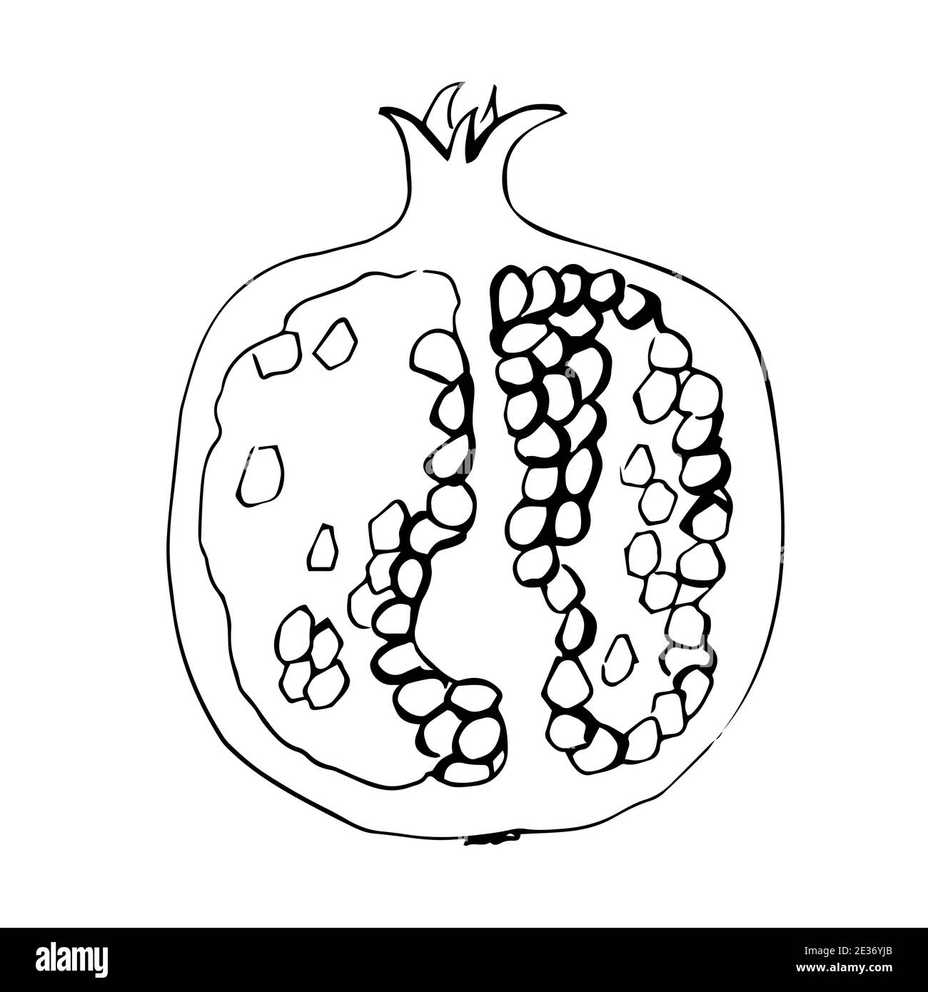 Pomegranate Line Drawing