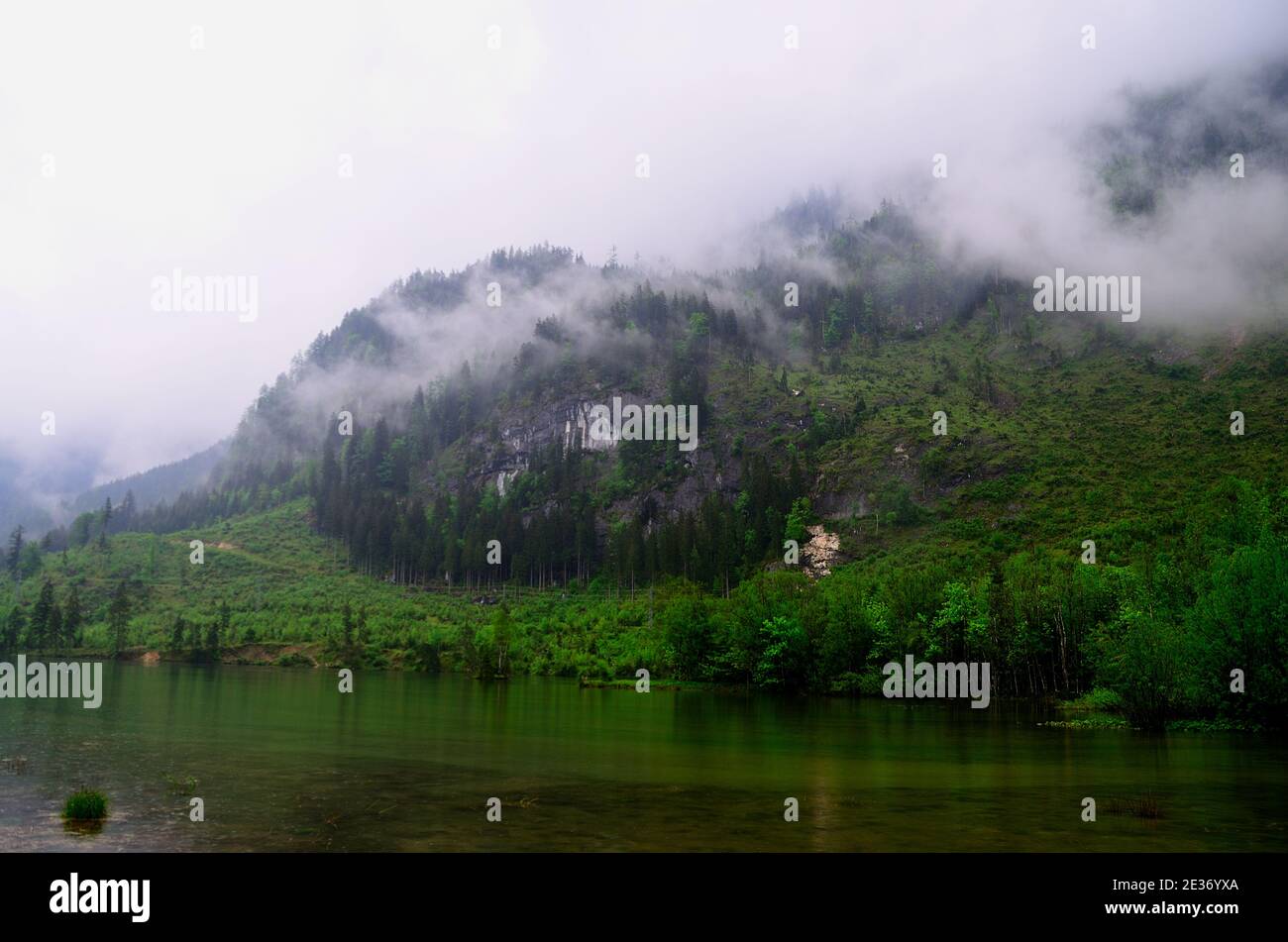 lake with trees and a lot of fog after rain Stock Photo - Alamy