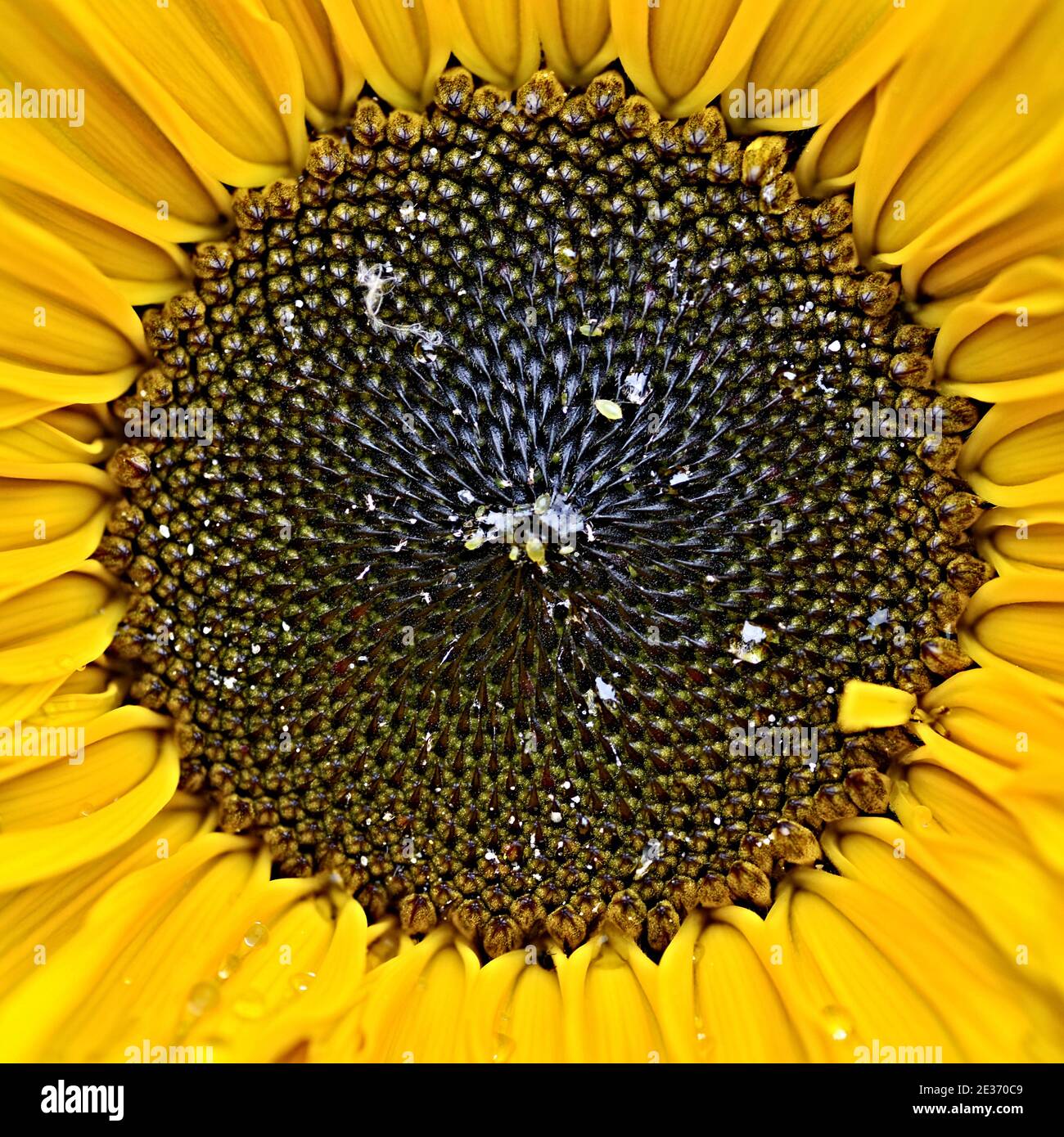 Sunflower close up view. Yellow petals and center full of ripe seeds. Stock Photo