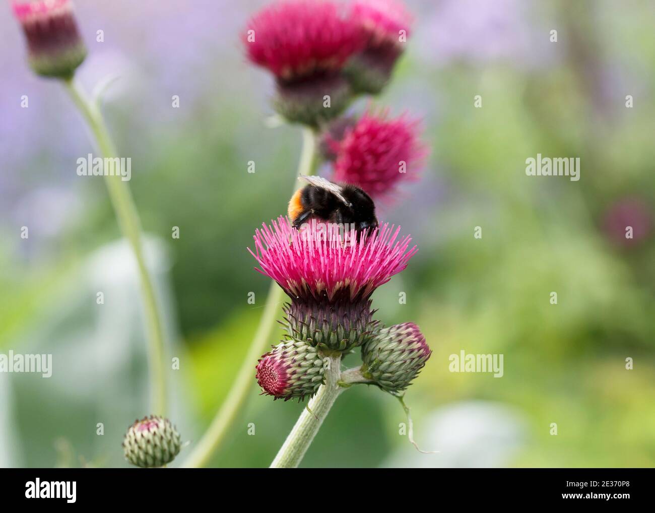 Red tail bumblebee (Bombus lapidarius) foraging on ornamental thistle, Cirsium rivulare atropurpureum Stock Photo