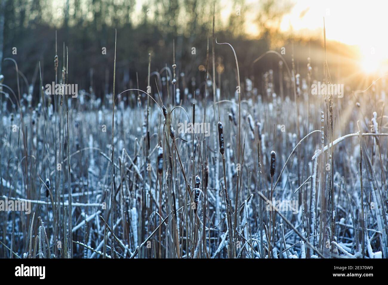 A frozen reeds field at sunset in Sweden Stock Photo