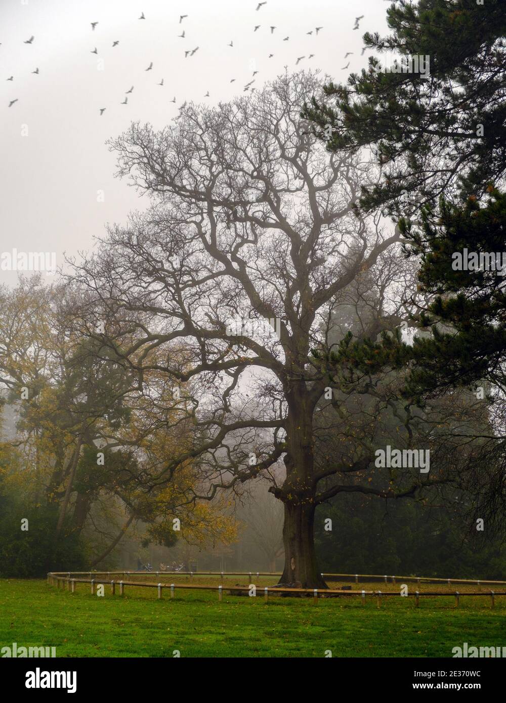 Tall tree in the fog at Pinner Memorial Park, with small fence around