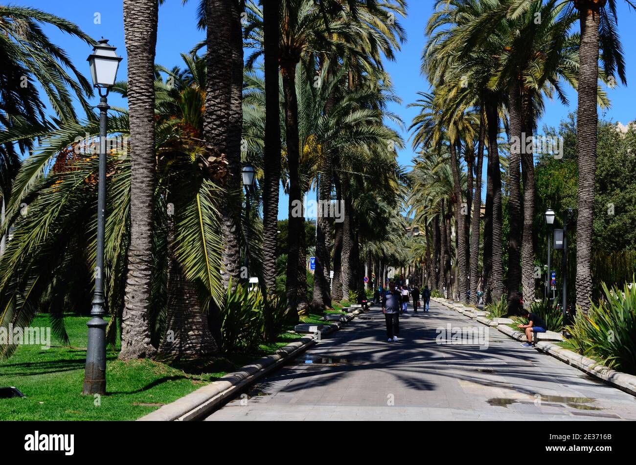 Alley palm trees fountain hi-res stock photography and images - Alamy