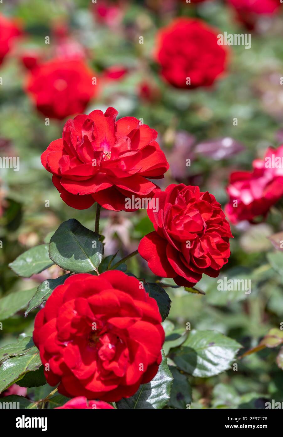 Flowering red roses, Bernese rose garden, Bern, Switzerland Stock Photo -  Alamy