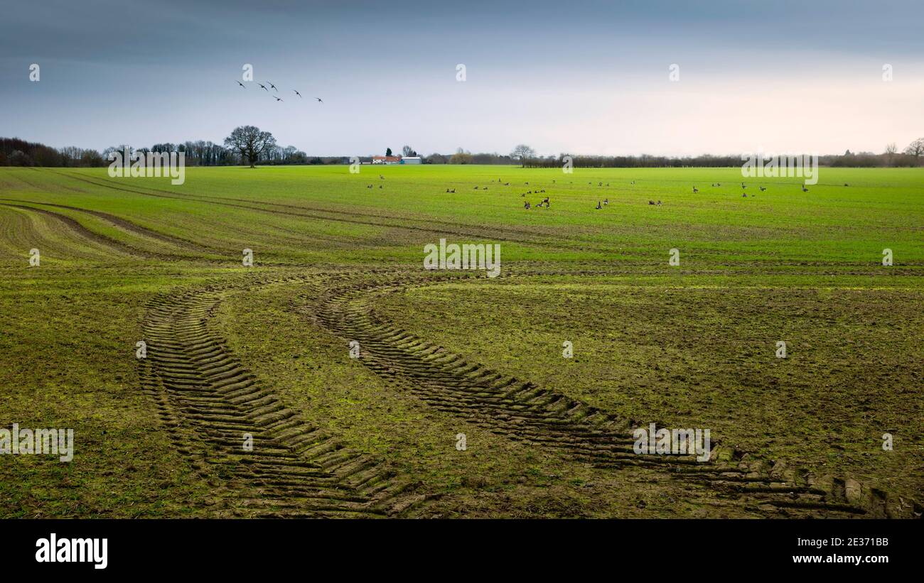 Beverley, Yorkshire, UK. Moody rural scene with ploughed field and oak tree on horizon at dawn in Beverley, Yorkshire, UK. Stock Photo