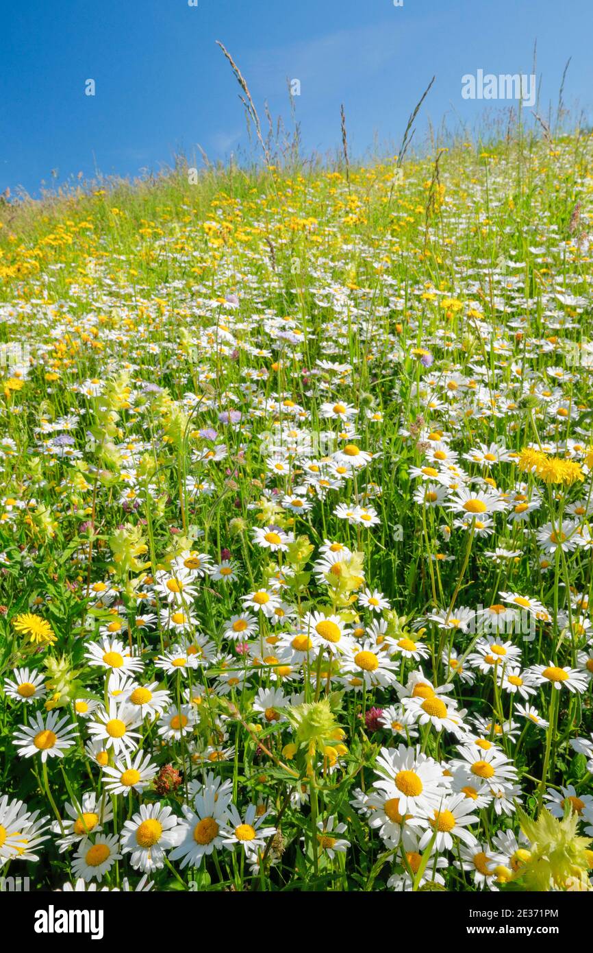 Flower meadow, Zurich Oberland, Switzerland Stock Photo