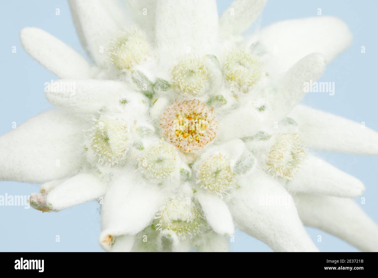 Alpine Edelweiss (Leontopodium alpinum), Switzerland Stock Photo