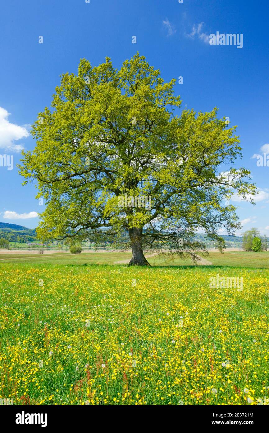 Stand alone oak tree hi-res stock photography and images - Alamy