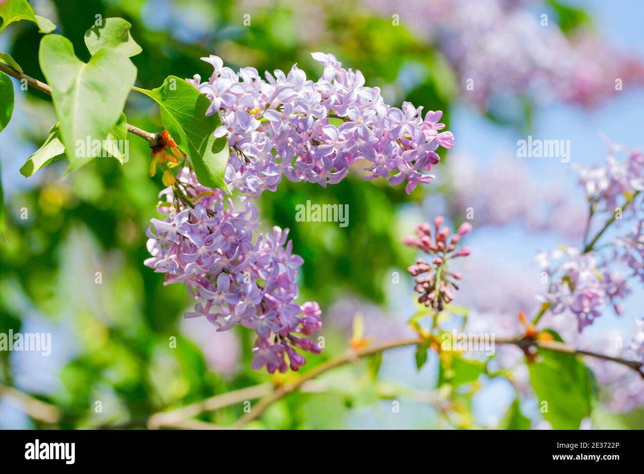 Common Common Lilac (Syringa vulgaris), Switzerland Stock Photo