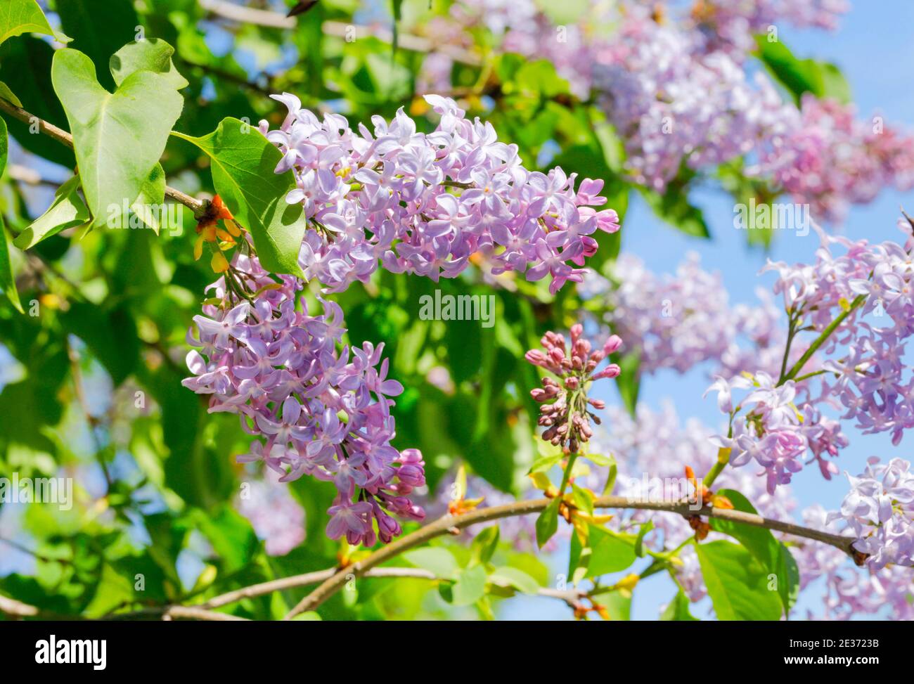 Common Common Lilac (Syringa vulgaris), Switzerland Stock Photo